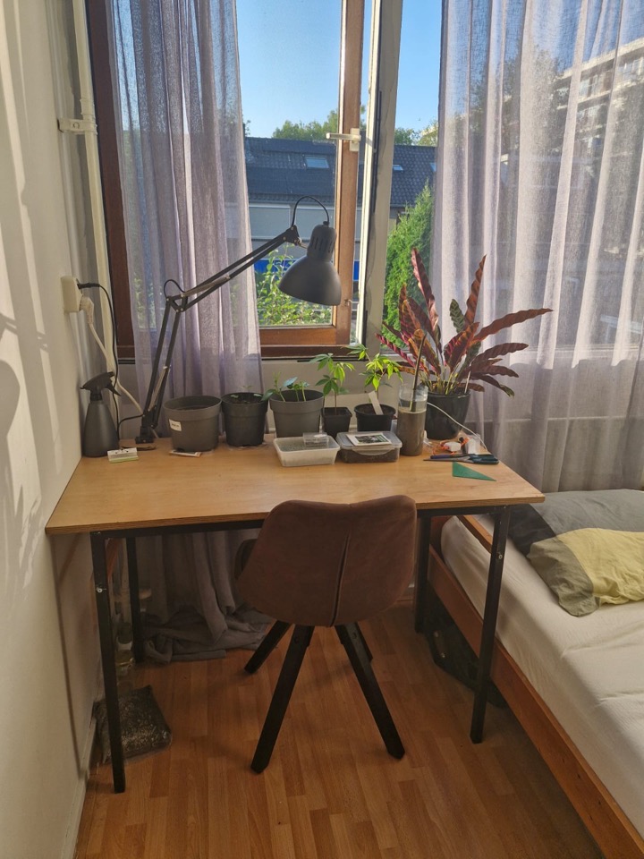 Loevesteinlaan, Arnhem foto 4